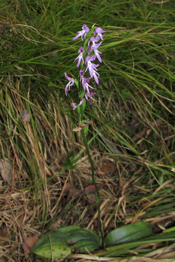 Image of Neottianthe cucullata specimen.