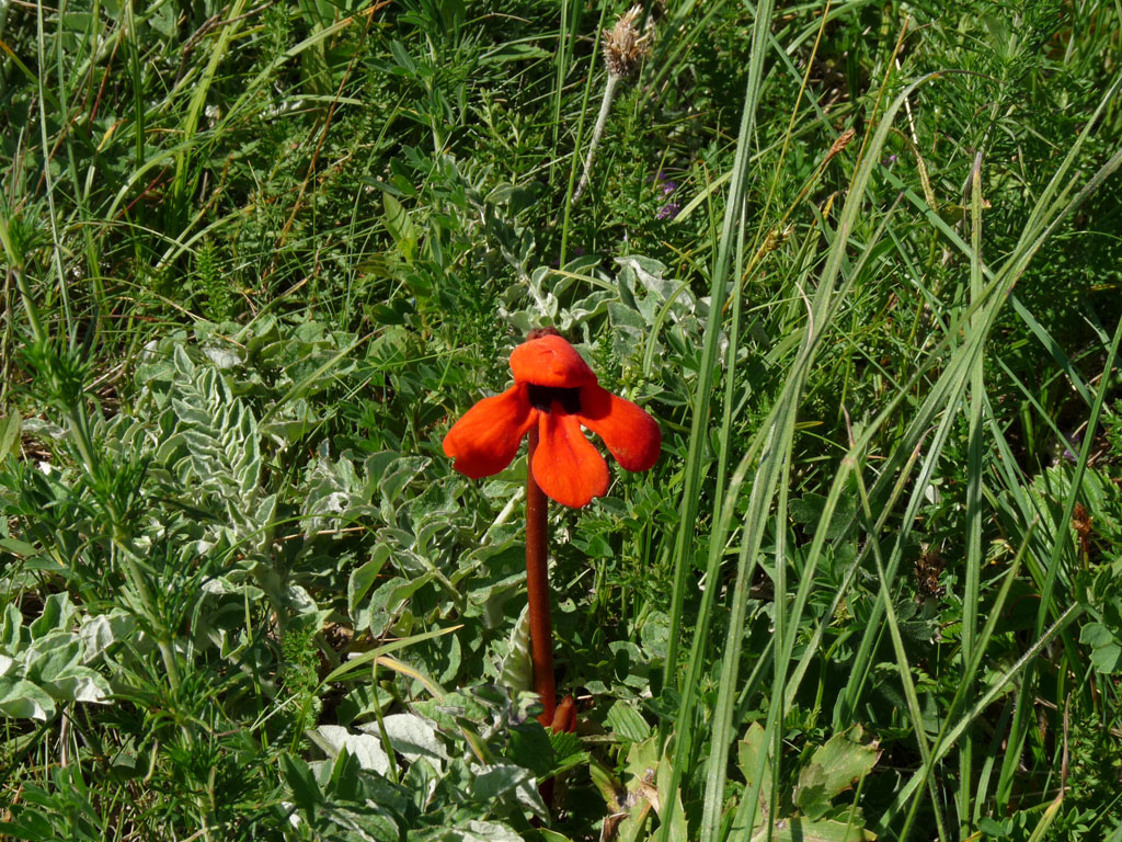 Изображение особи Phelypaea coccinea.