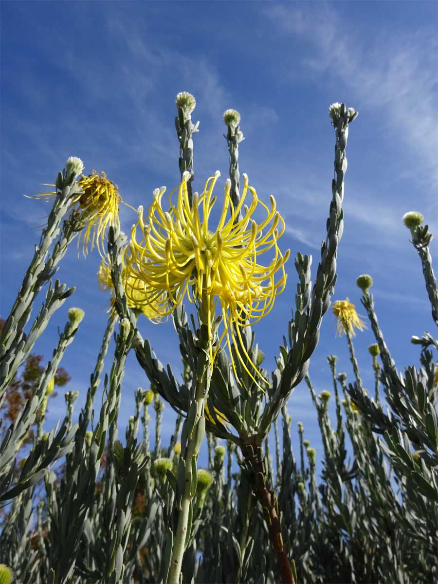 Изображение особи Leucospermum reflexum.