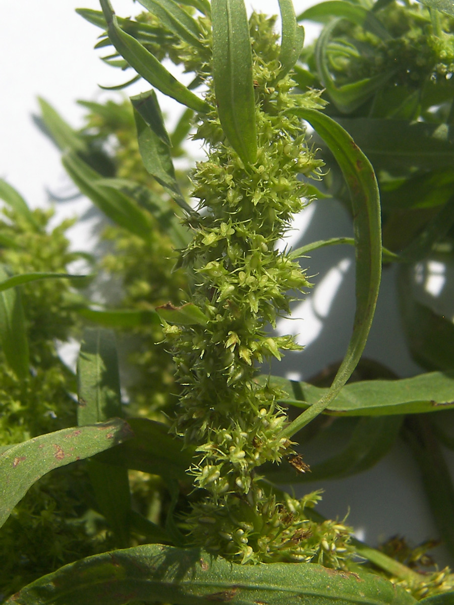 Image of Rumex maritimus specimen.