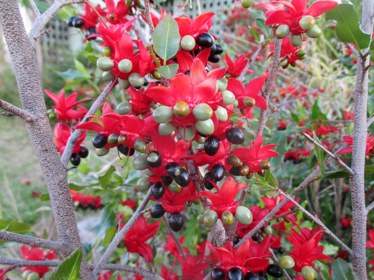 Image of Ochna serrulata specimen.