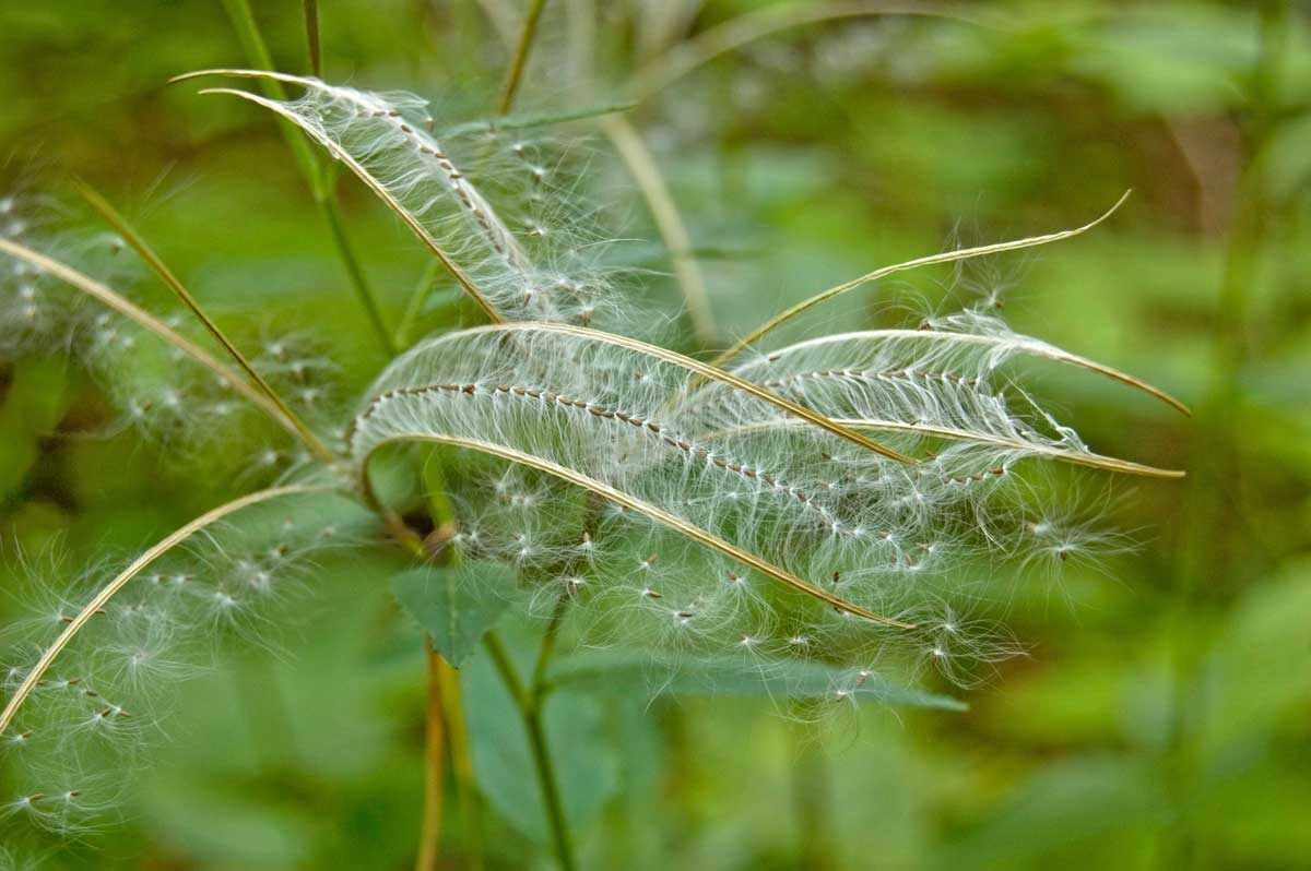 Image of Epilobium montanum specimen.