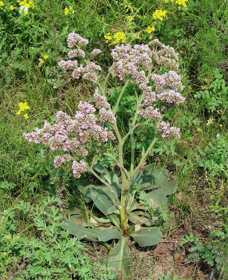 Image of Goniolimon speciosum specimen.