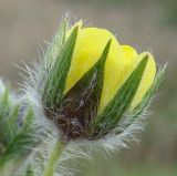 Potentilla obscura. Цветок. Краснодарский край, Кущёвский р-н, станица Шкуринская, сухой склон. 12.05.2010.