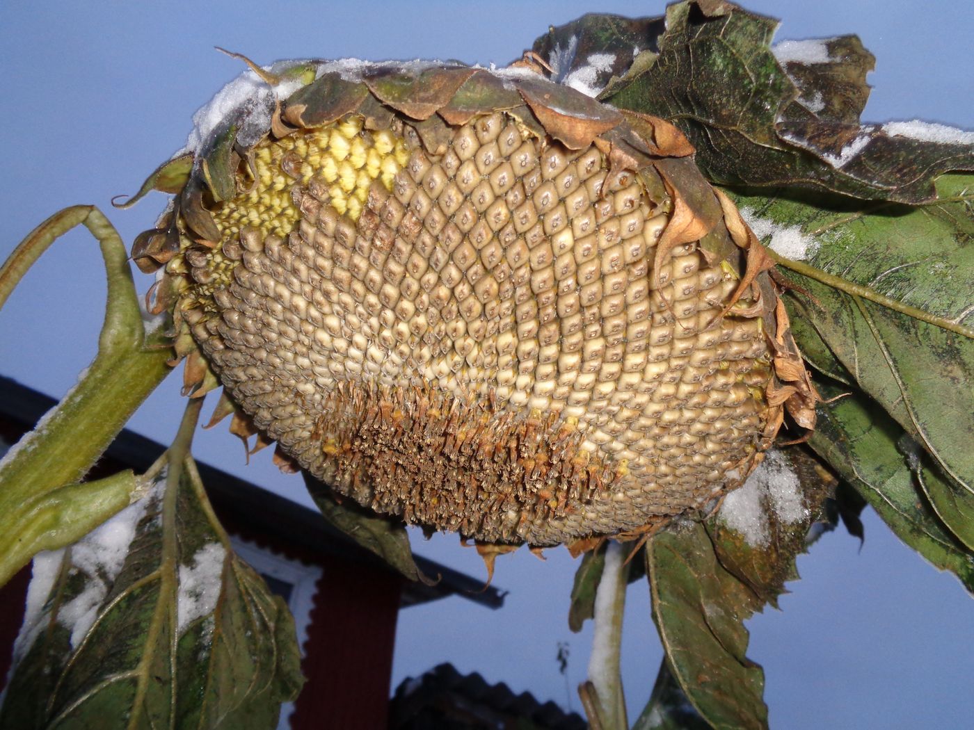 Image of Helianthus annuus specimen.