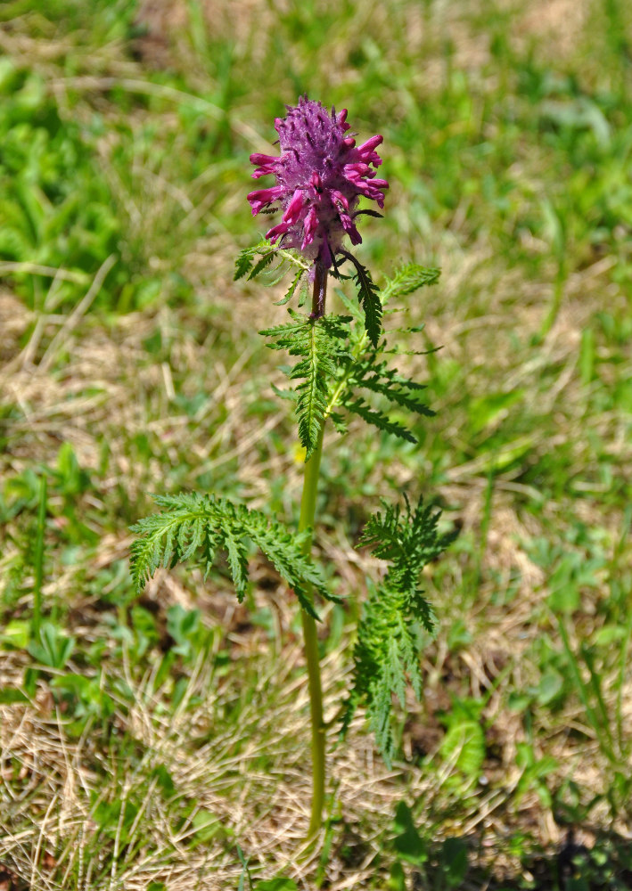 Image of Pedicularis panjutinii specimen.