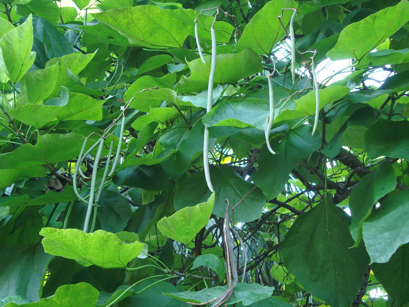 Изображение особи Catalpa bignonioides.