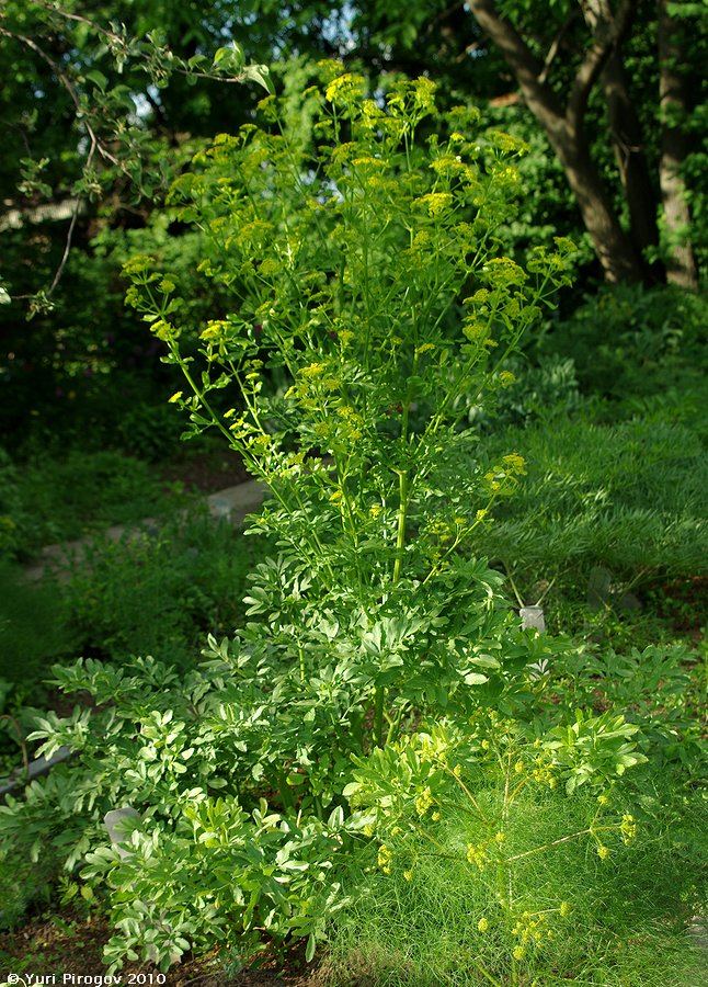 Image of Smyrniopsis aucheri specimen.