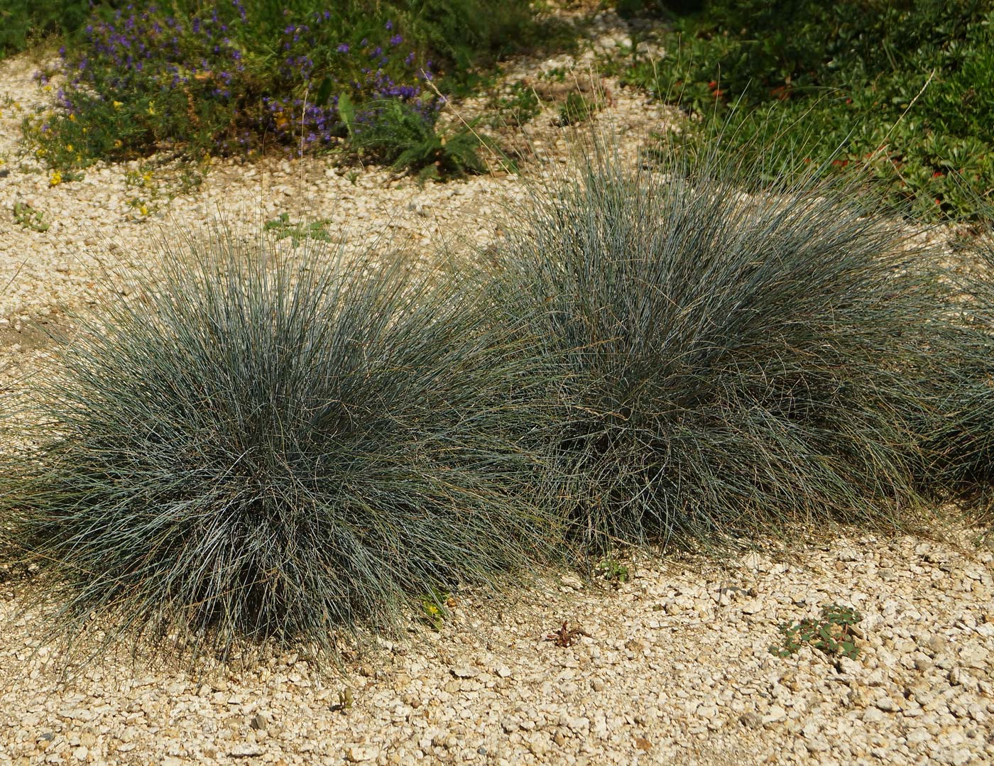 Image of genus Festuca specimen.