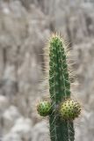 род Corryocactus. Верхушка плодоносящего растения. Боливия, окр. г. Ла-Пас, Лунная долина, бэдленд. 15 марта 2014 г.