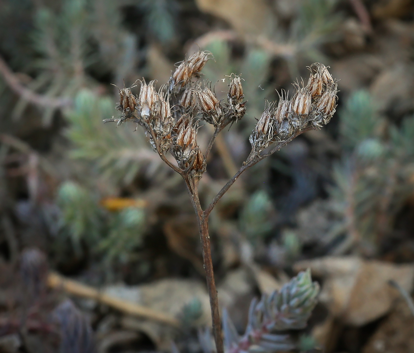 Image of Sedum reflexum specimen.