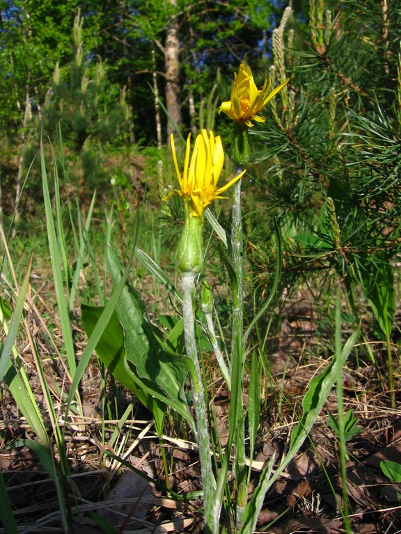 Изображение особи Scorzonera humilis.