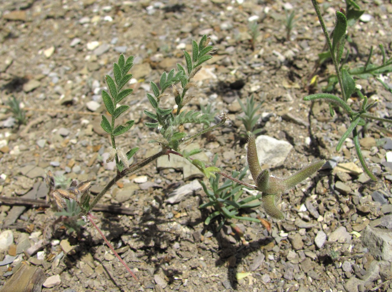 Изображение особи Astragalus asterias.