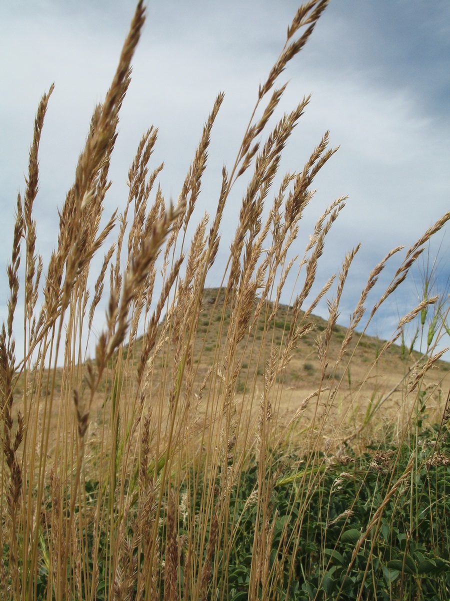 Image of Festuca valesiaca specimen.