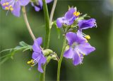 Polemonium caeruleum. Соцветие. Карелия, Заонежье, о. Ваблокостров, разнотравный луг. 26.07.2017.