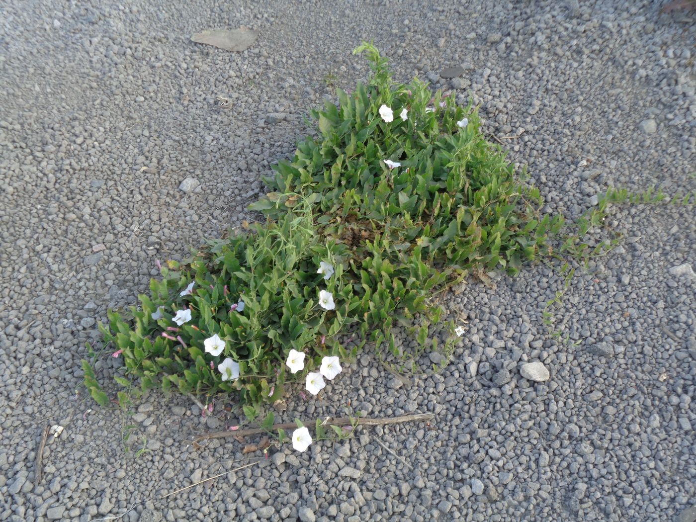 Image of Convolvulus arvensis specimen.