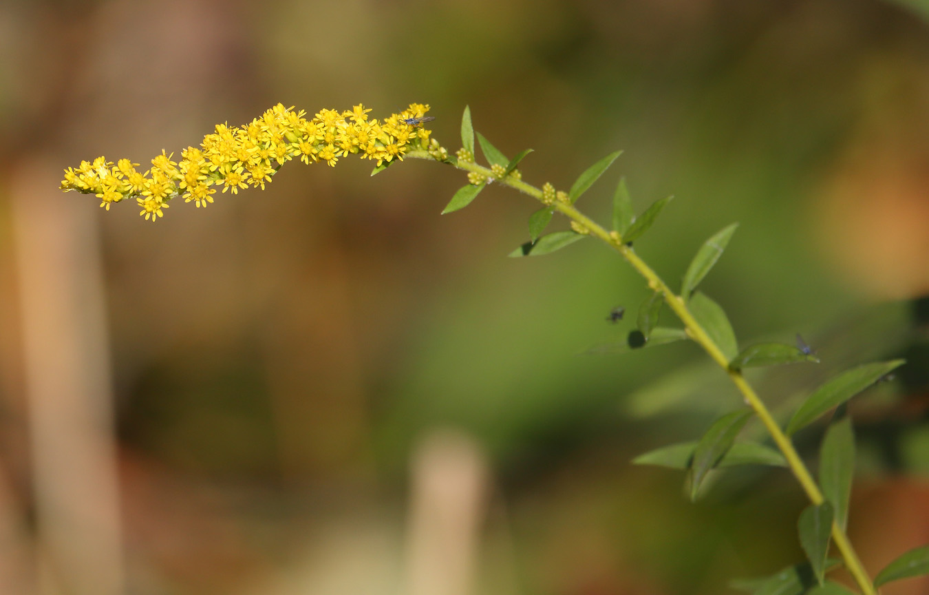 Image of genus Solidago specimen.