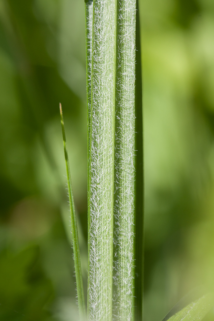 Image of Carex hirta specimen.