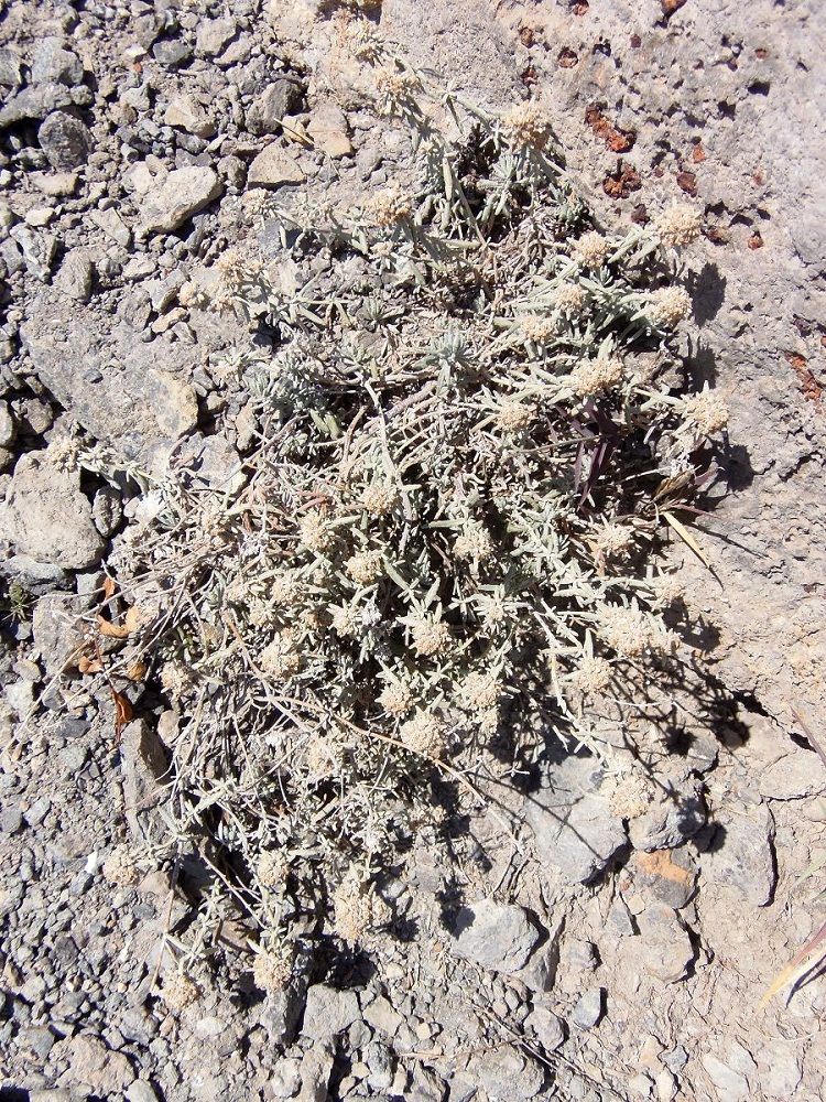 Image of Teucrium capitatum specimen.