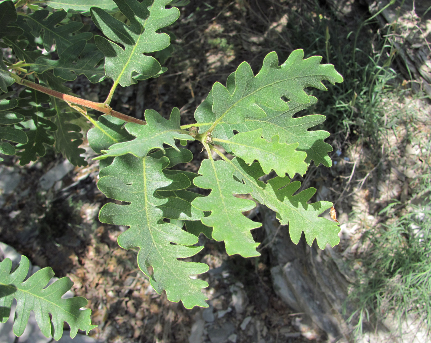 Image of Quercus pubescens specimen.