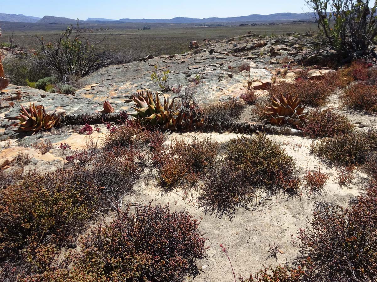 Image of Aloe perfoliata specimen.