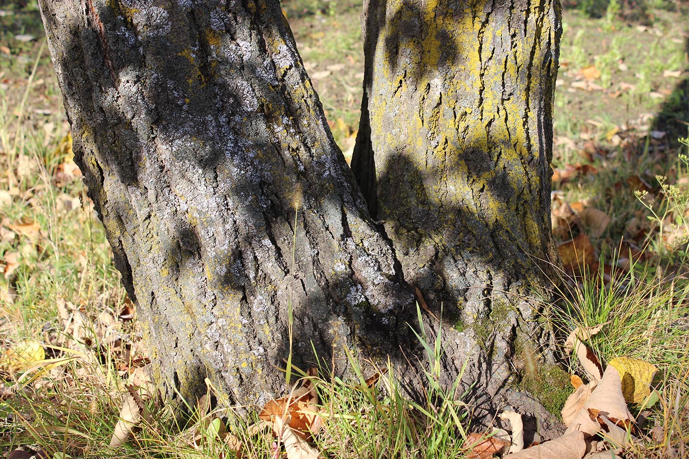 Image of Tilia mandshurica specimen.