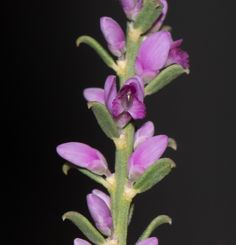 Image of Muraltia spinosa specimen.