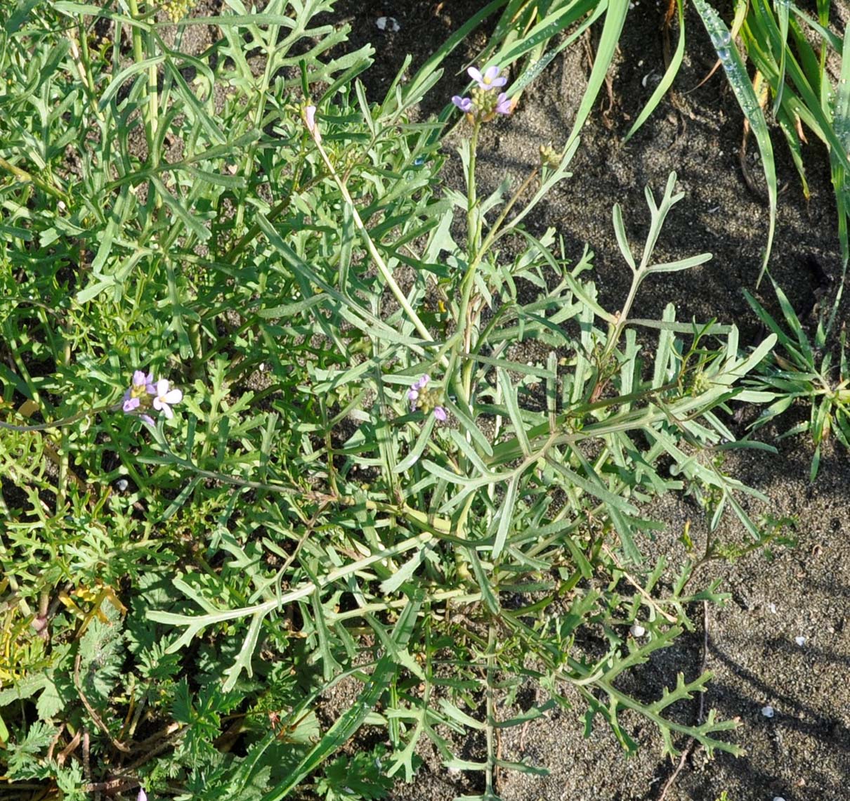 Image of Erucaria hispanica specimen.