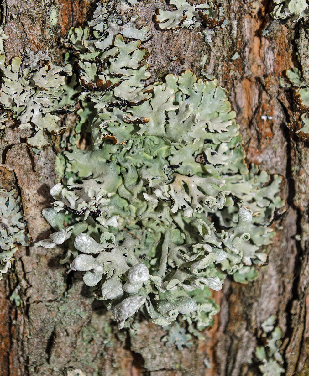 Image of Hypogymnia physodes specimen.