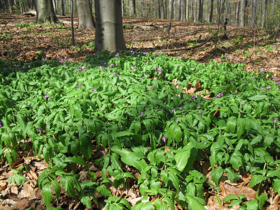 Image of Cardamine glanduligera specimen.