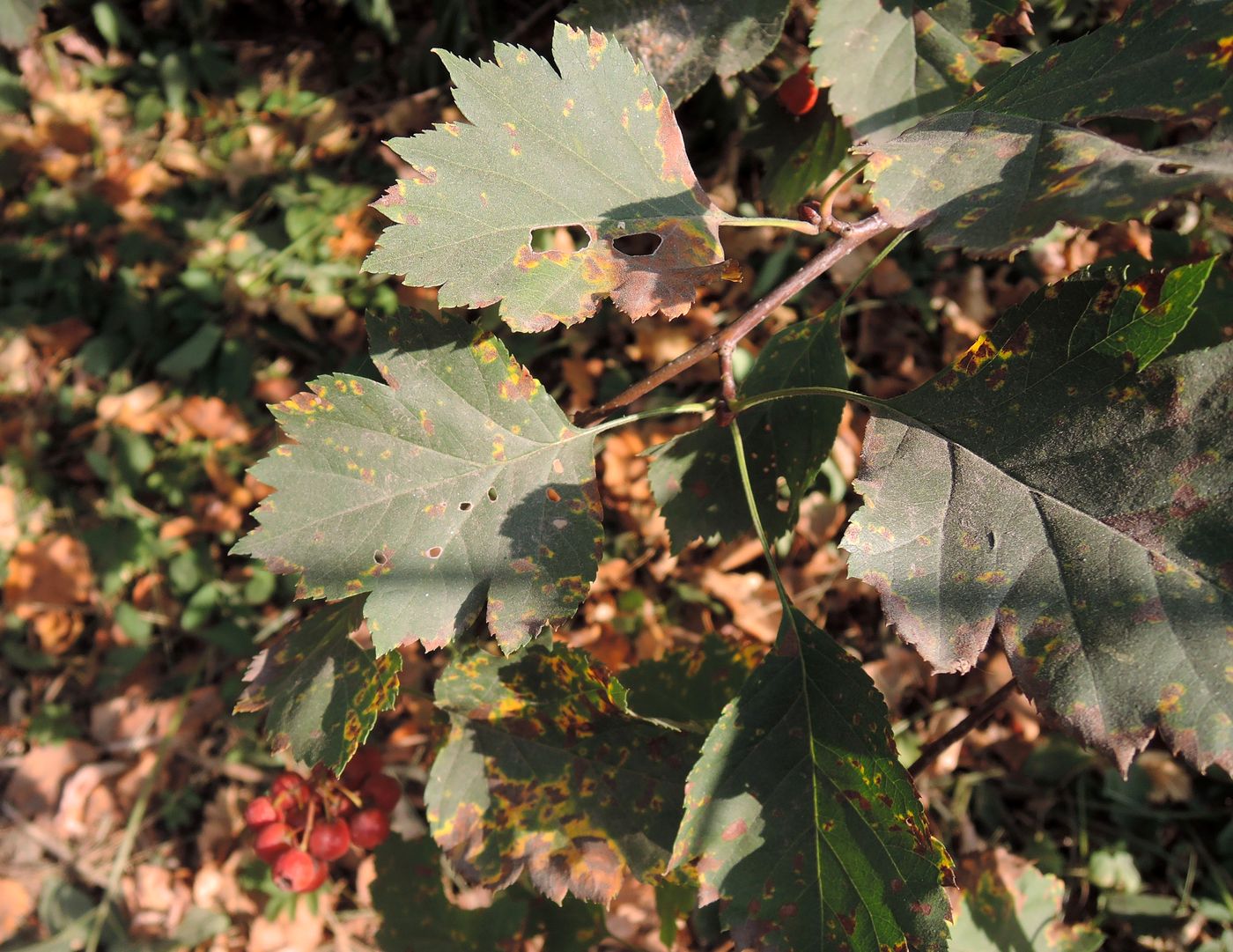 Image of Crataegus chlorocarpa specimen.