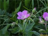 Смотреть изображение Geranium alpestre
