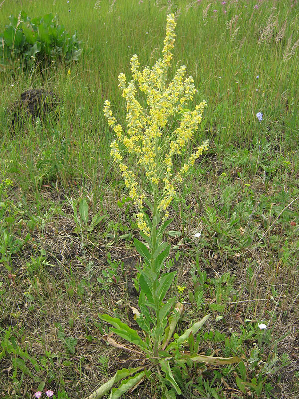 Image of Verbascum lychnitis specimen.