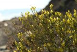 Linaria genistifolia