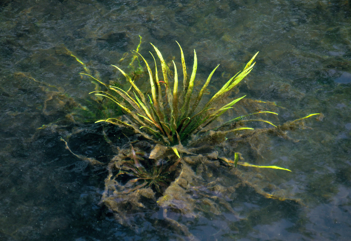 Image of Stratiotes aloides specimen.