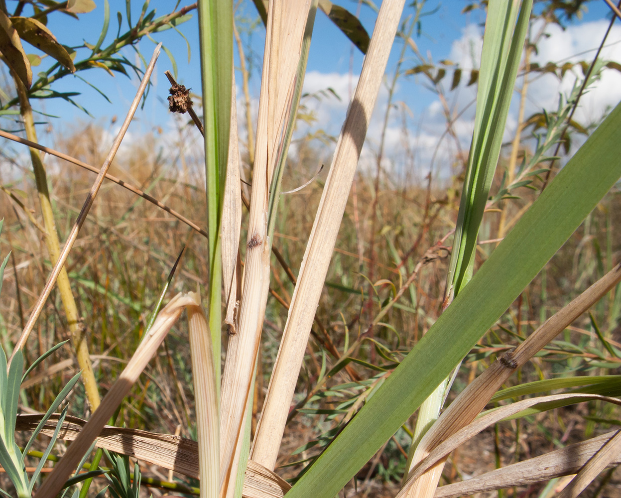 Изображение особи Calamagrostis glomerata.