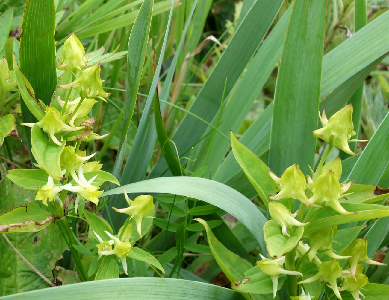 Изображение особи Halenia corniculata.