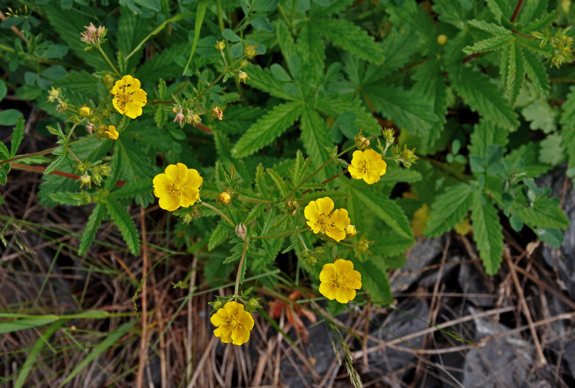 Изображение особи Potentilla chrysantha.