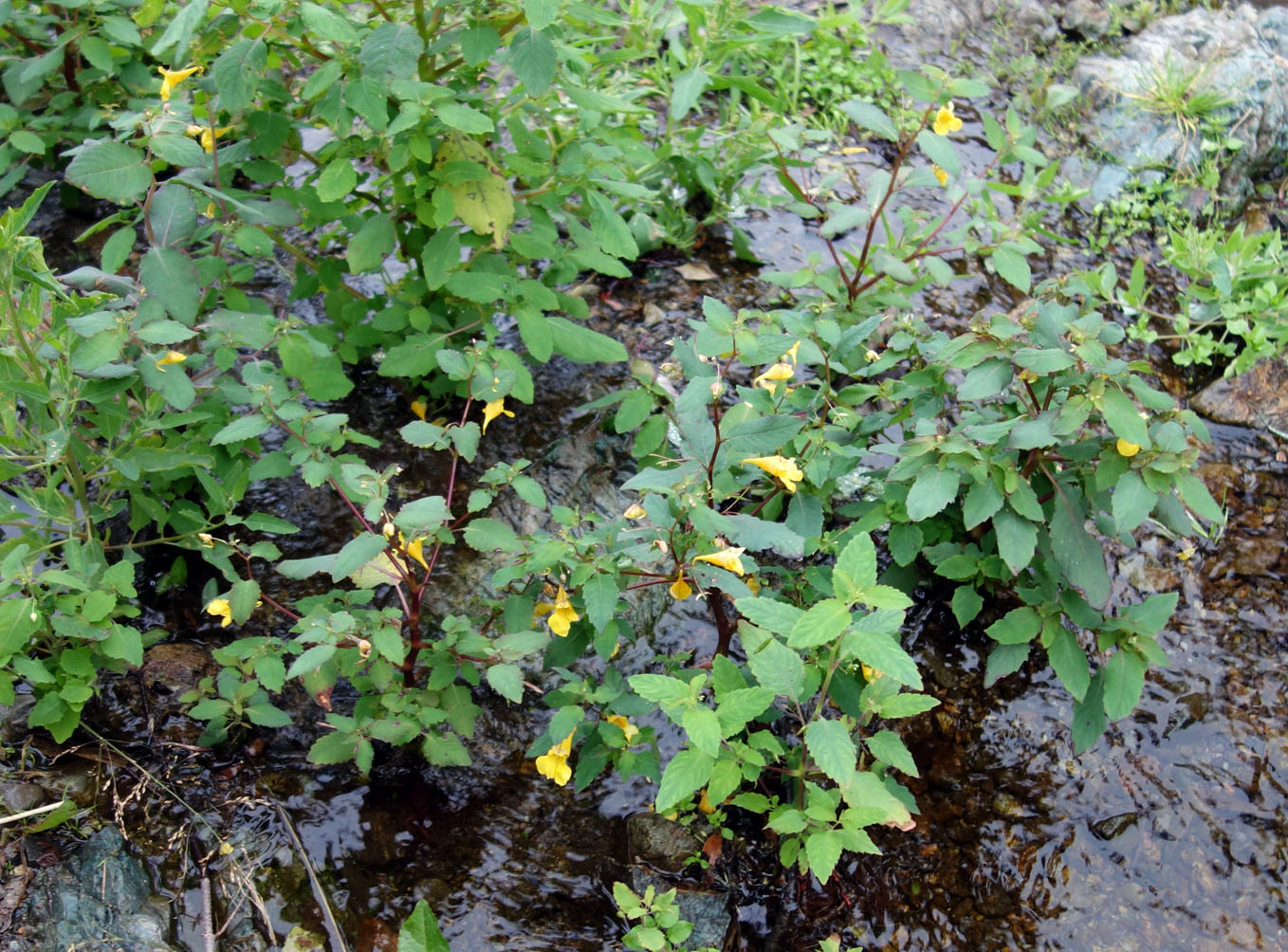 Изображение особи Impatiens noli-tangere.