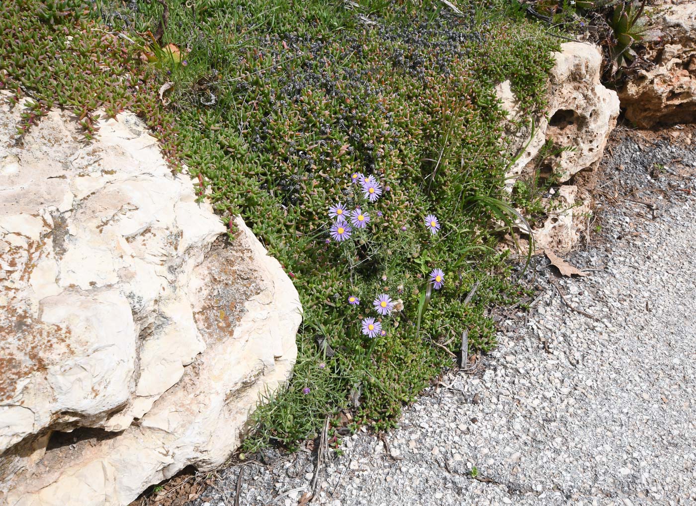 Image of Felicia australis specimen.