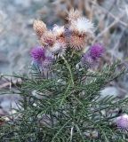 Lamyra echinocephala