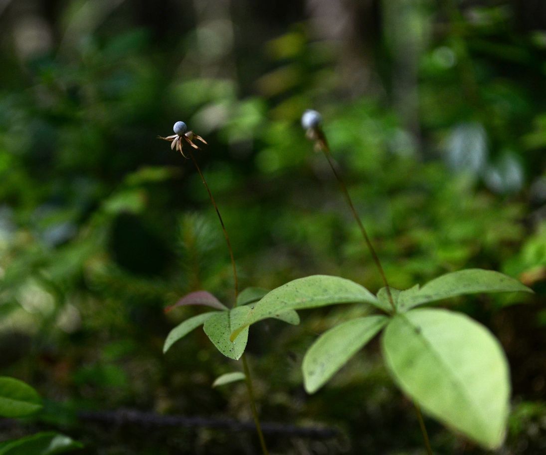 Изображение особи Trientalis europaea.