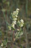 Aconogonon sericeum