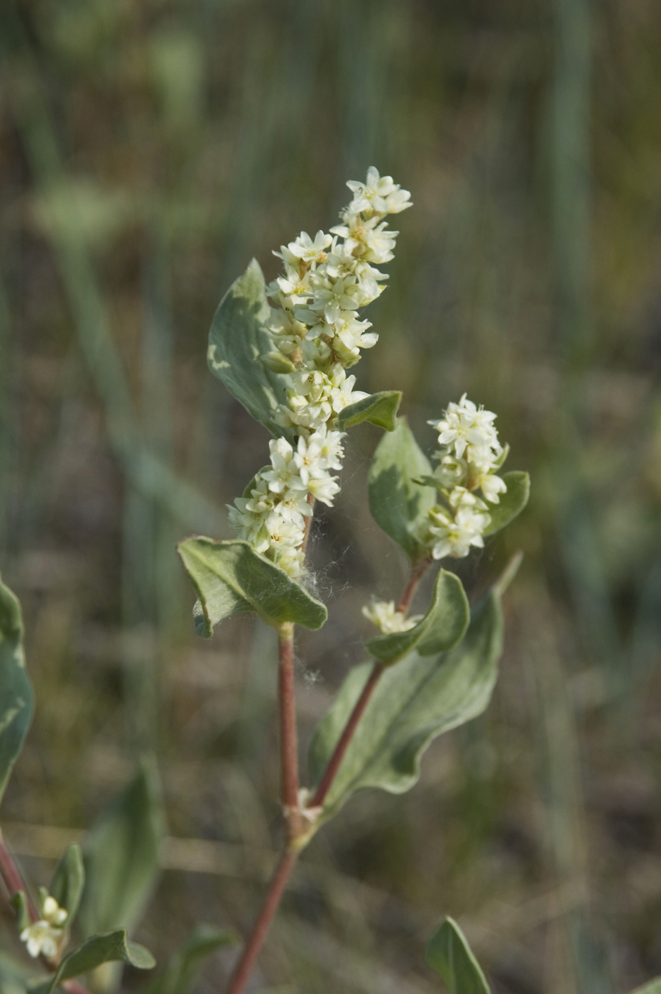 Изображение особи Aconogonon sericeum.