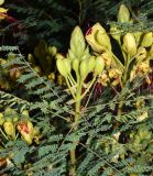 Caesalpinia gilliesii