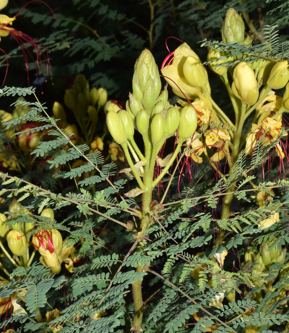 Image of Caesalpinia gilliesii specimen.