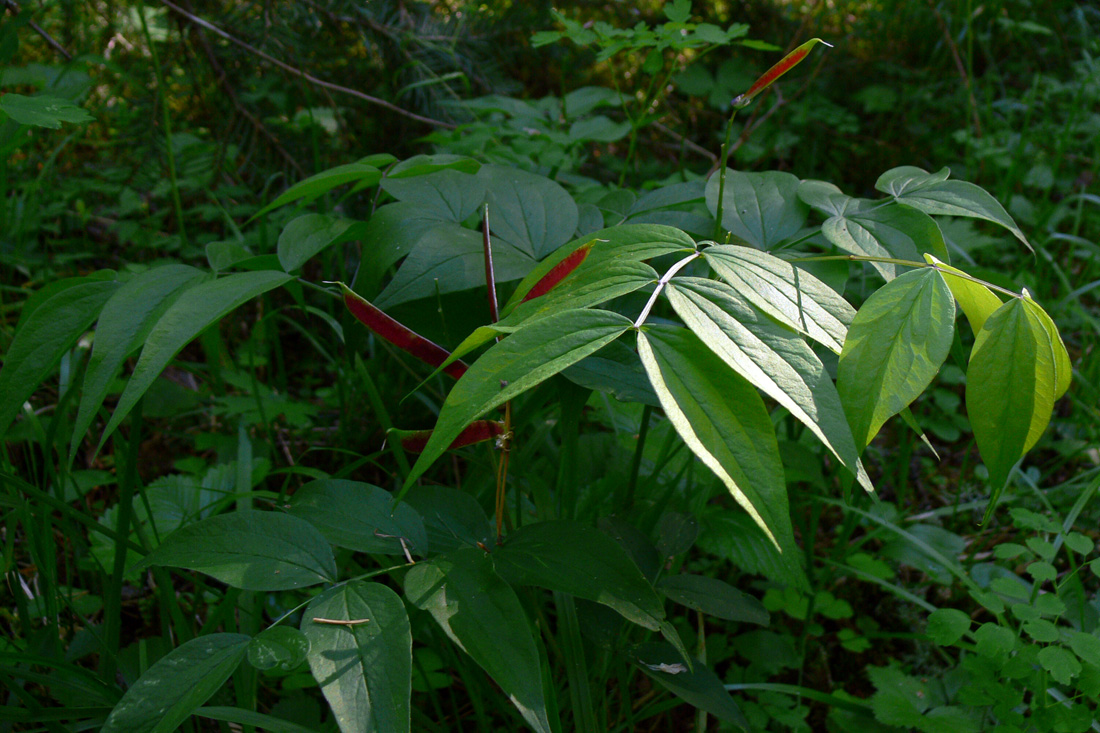 Image of Lathyrus vernus specimen.