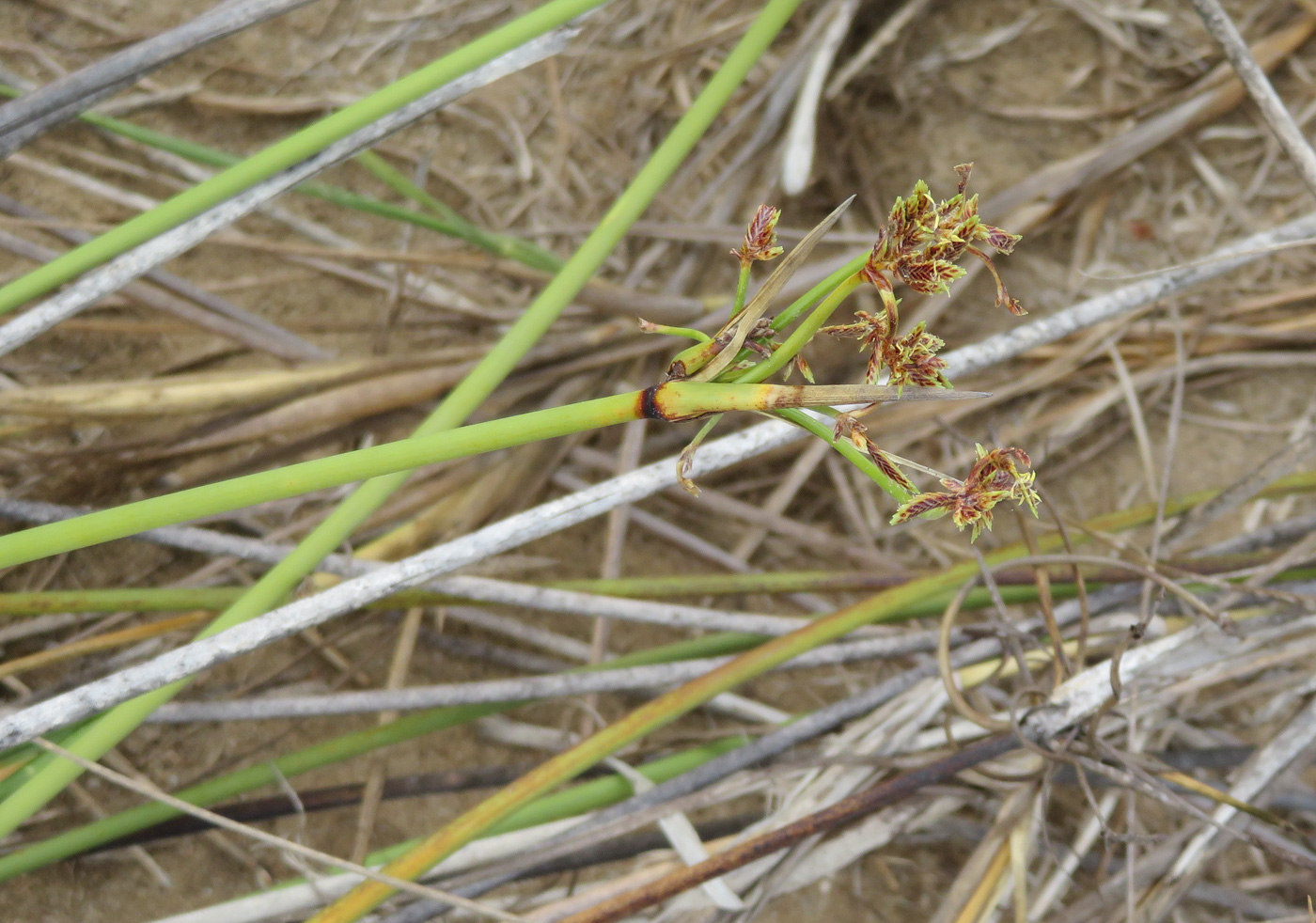 Изображение особи Cyperus marginatus.