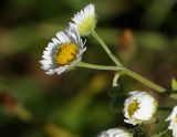 Erigeron annuus