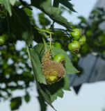 род Crataegus. Незрелое соплодие с поражённым грибами плодом. Пермский край, пос. Юго-Камский, частное подворье, в культуре. 13 июля 2020 г.